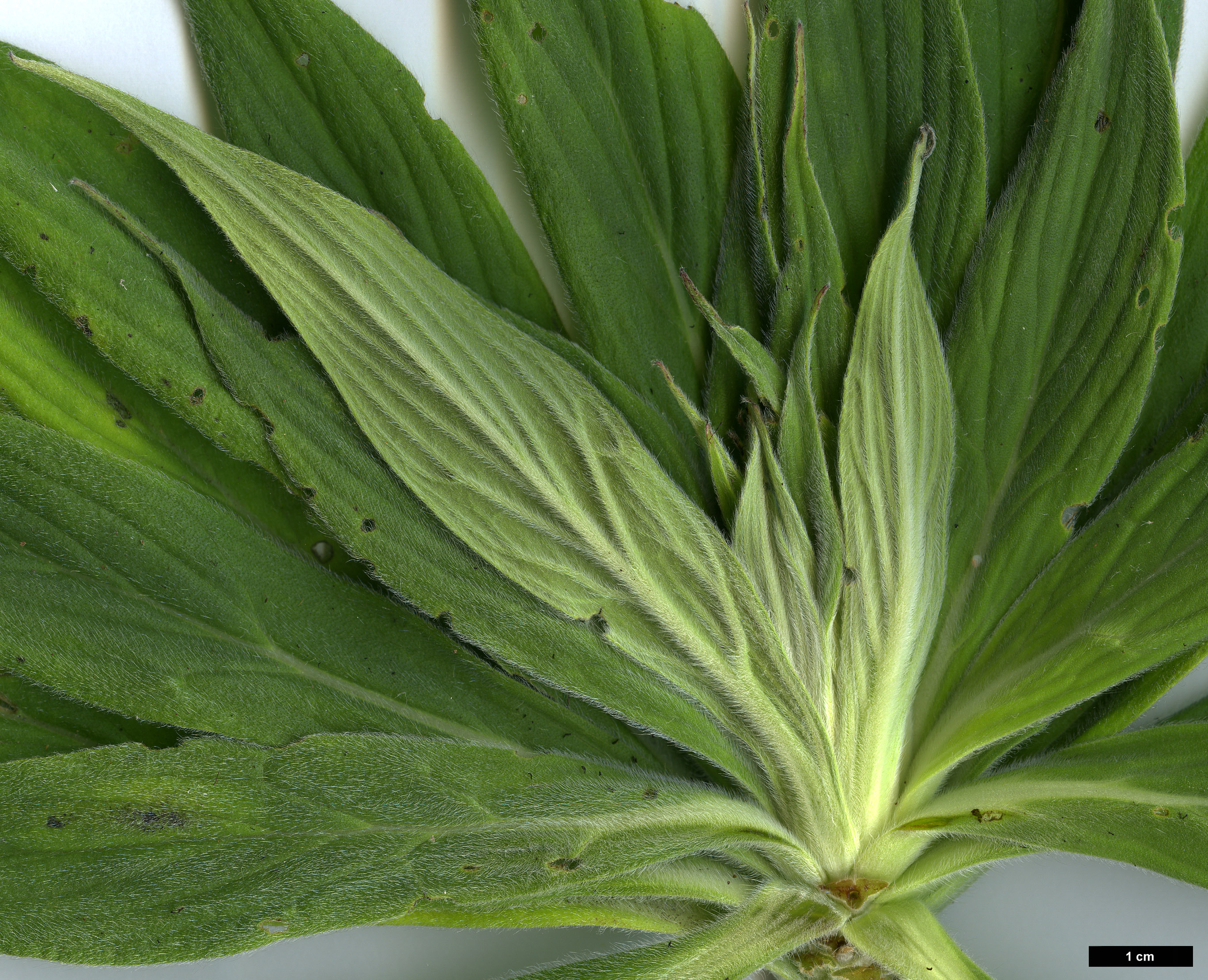 High resolution image: Family: Boraginaceae - Genus: Echium - Taxon: candicans